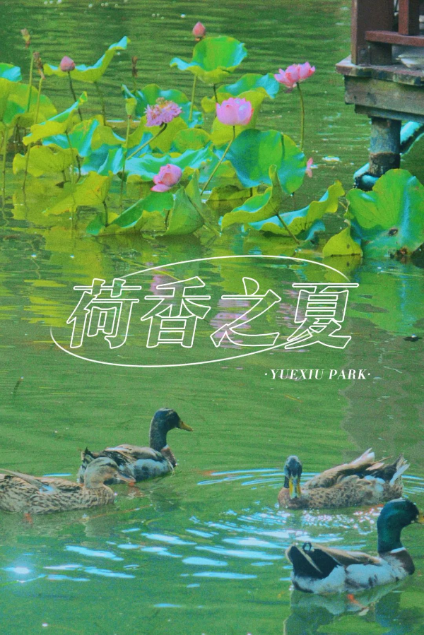 遇見 更美的越秀公園 | 風蒲獵獵小池塘，過雨荷花滿院香