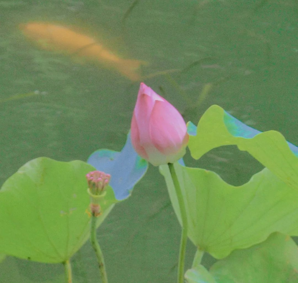 圖片