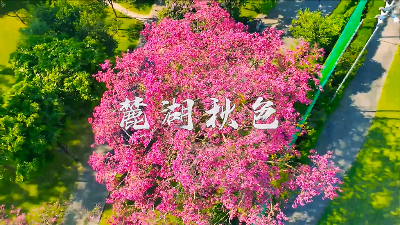 綠色越秀丨越秀的秋天是粉色的！麓湖高顏值異木棉上線