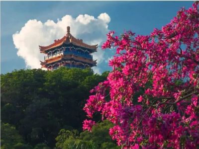 綠色越秀｜金秋十月！來麓湖公園邂逅一片粉色花海