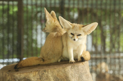 一起來探秘！廣州動物園藏著這些卡塔爾“原住民”