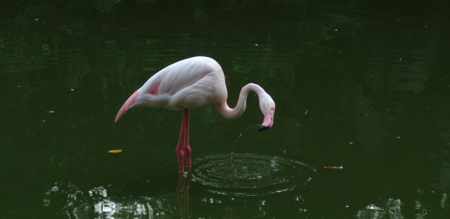 廣州動(dòng)物園里的火烈鳥。