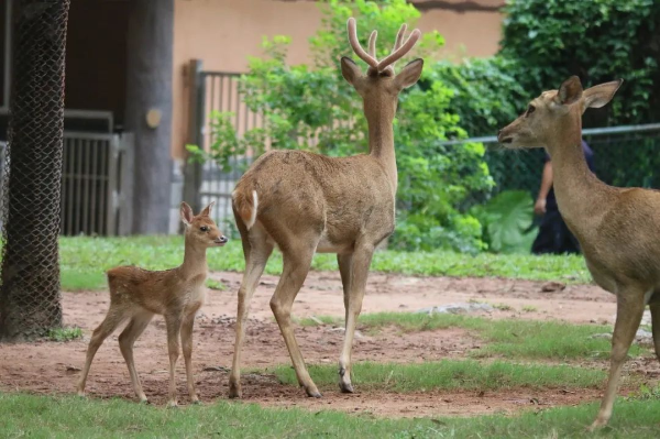 圖片