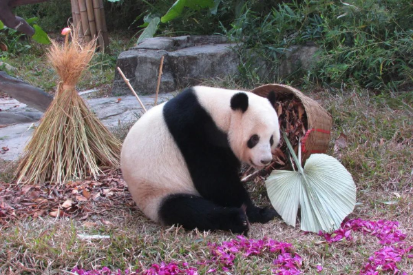圖片