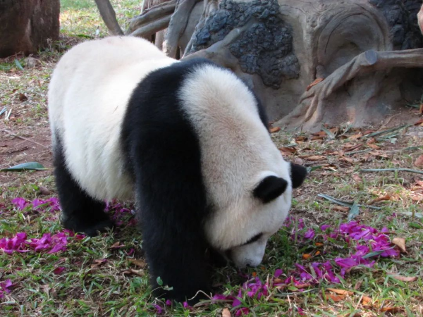 圖片