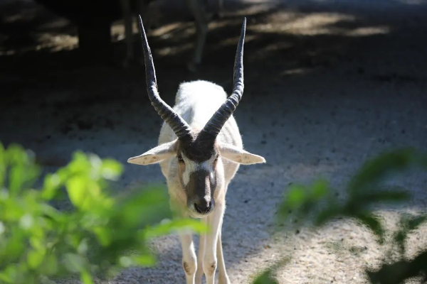 廣州動物園旋角羚