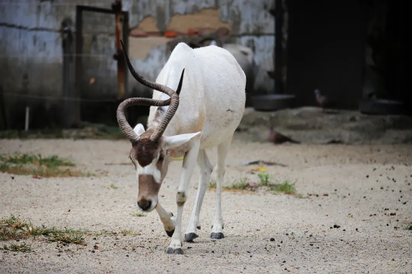 廣州動物園旋角羚