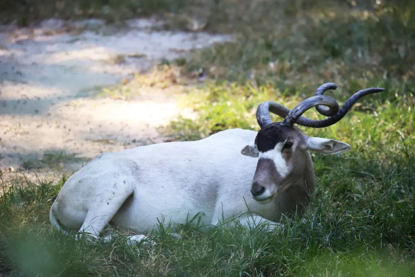 廣州動物園旋角羚