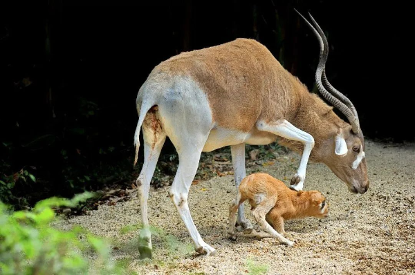廣州動物園旋角羚