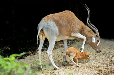 廣州動物園：長相獨特的旋角羚
