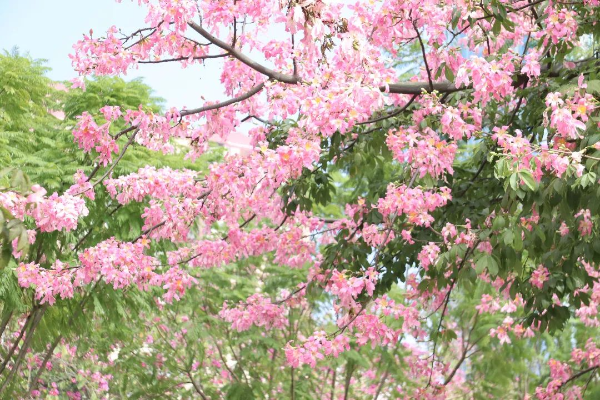 異木棉