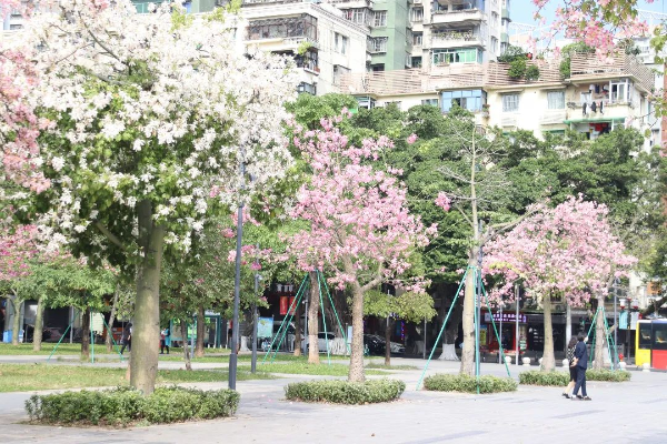 綠色越秀丨怦然心動！漫步異木棉“粉色花路”