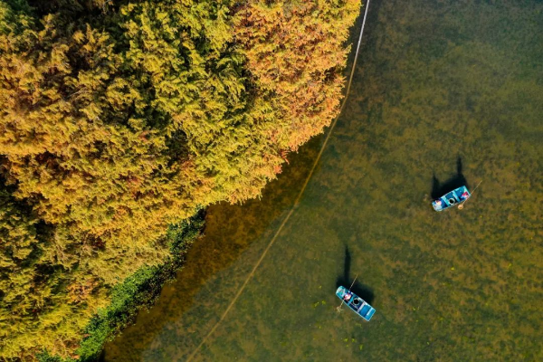 麓湖落羽杉
