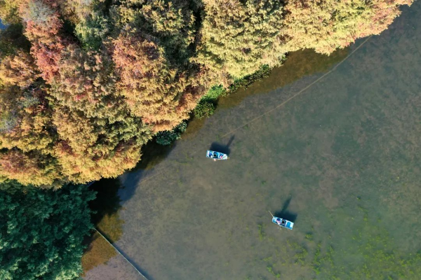 麓湖落羽杉