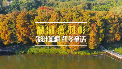 彩葉斑斕，藏在麓湖的“童話秘境”