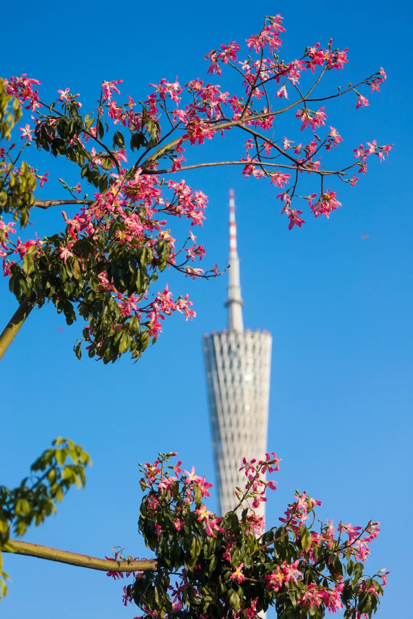 二沙島異木棉