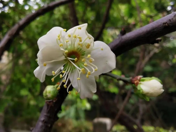 梅花村街都是賞梅好去處