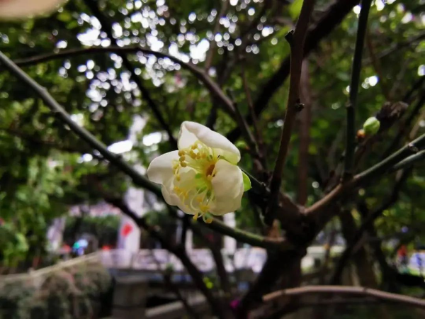 梅花村街梅花