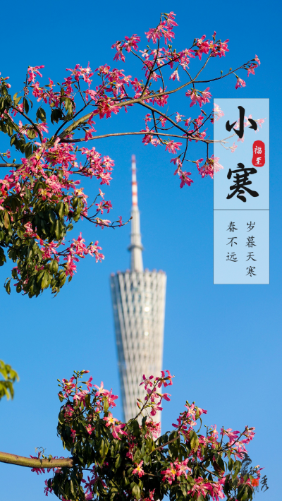 綠色越秀 | 今日小寒！可擁鮮花入懷，邂逅冬日浪漫