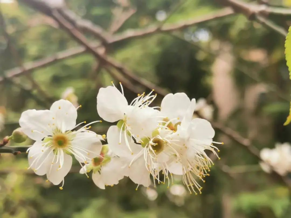 梅花村賞梅花