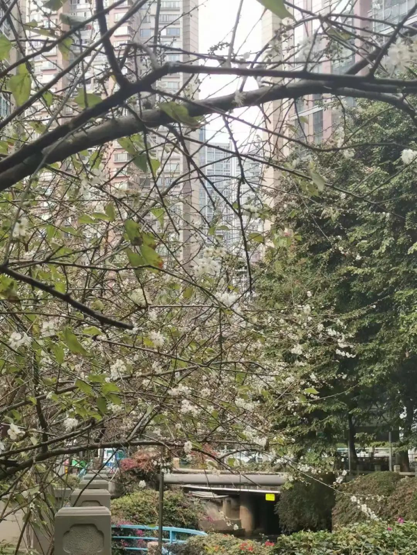 梅花村賞梅花
