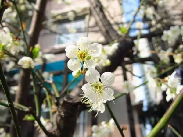 梅花村賞梅花