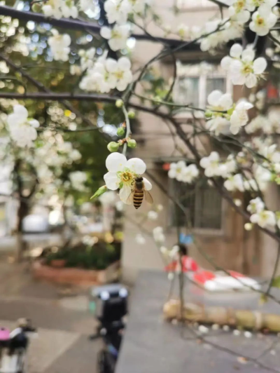 綠色越秀｜冬日限定花景悄然綻放！就在梅花村