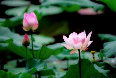被花海包圍，詩詞和荷花更配