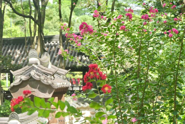 “一花兩品”原來在這里