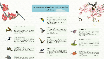 廣州市中心城區(qū)部分常見鳥類介紹