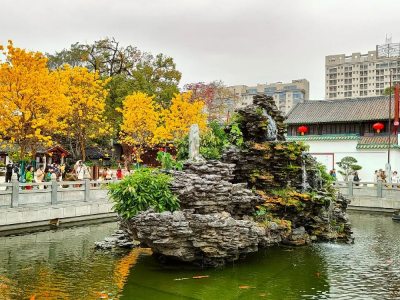 光孝寺黃花風鈴木盛開