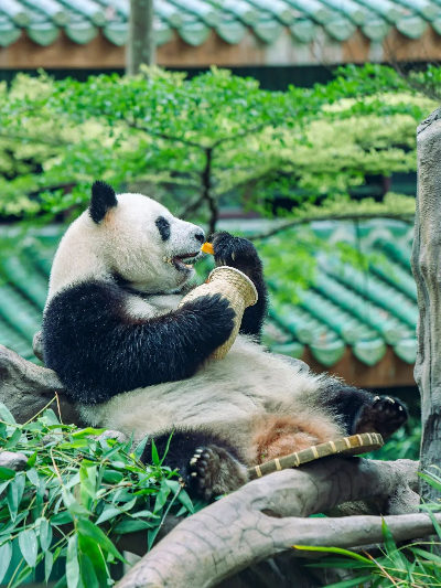 圖片