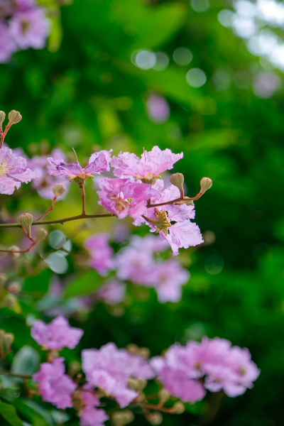 夏花燦爛綻放，等你來賞