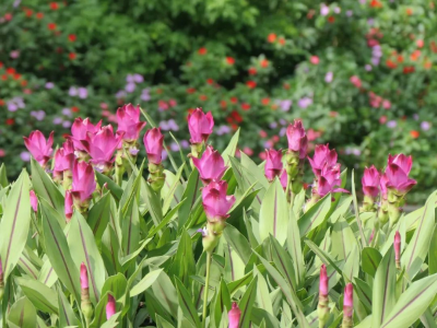 越秀公園出現(xiàn)大片粉紫色花海