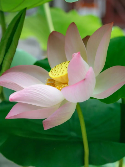 千年古剎，蓮花綻放