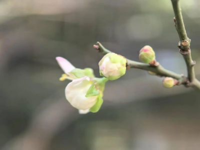 梅花初綻放