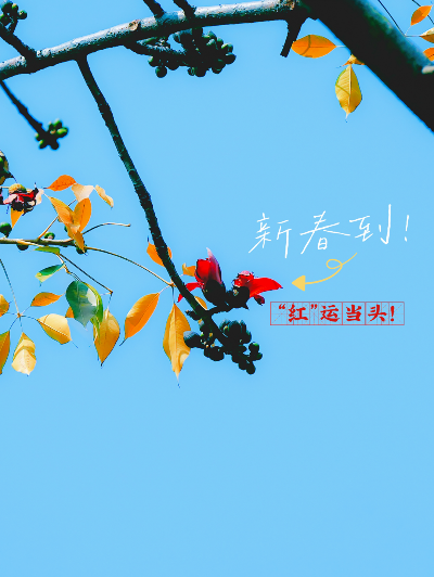 春天的第一朵木棉花，開了！