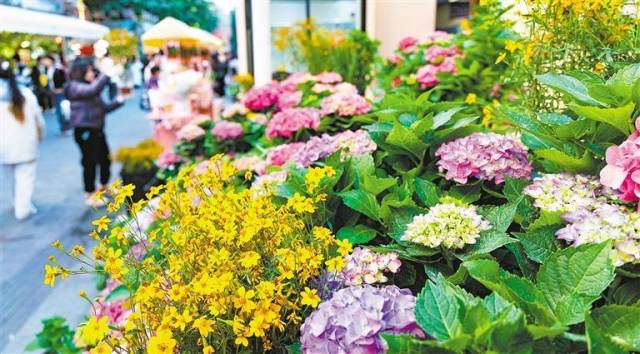 1月11日拍攝的北京路步行街南段“花城花街”花卉產(chǎn)業(yè)展銷區(qū)。