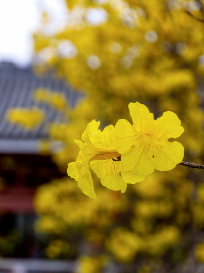 含“金”量超高，千年古剎現(xiàn)黃花