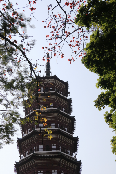 木棉盛放紅似火，六榕古剎春意濃